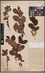 Foto von Salix aurita L. x Salix silesiaca Willd.